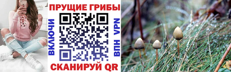 Галлюциногенные грибы мицелий  hydra вход  Змеиногорск  купить наркотики цена 